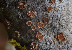 Pezicula ocellata