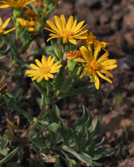 Heterotheca nitidula