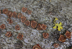Pezicula ocellata