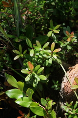 Pieris phillyreifolia