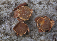 Pezicula ocellata