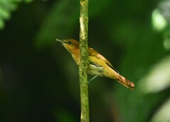 Pachyramphus cinnamomeus