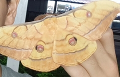 Antheraea yamamai