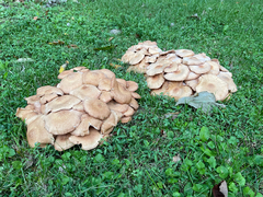 Desarmillaria tabescens