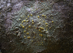 Lecanora symmicta