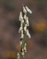 Vicia pulchella