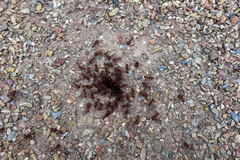 Pogonomyrmex barbatus