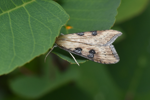 Udea abstrusa