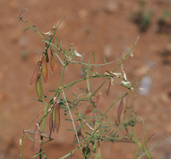 Vicia pulchella