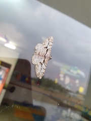 Iridopsis defectaria