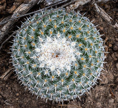Mammillaria