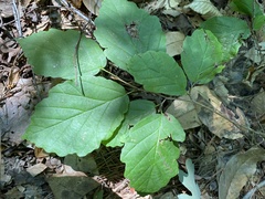 Hamamelis virginiana