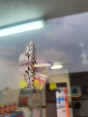 Iridopsis defectaria