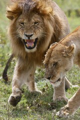 Panthera leo melanochaita