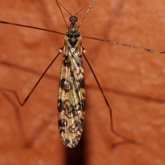 Limonia annulata