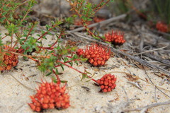 Darwinia sanguinea