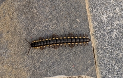 Asiomorpha coarctata