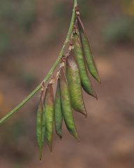Vicia pulchella