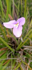 Patersonia occidentalis
