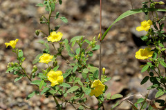 Oxalis frutescens