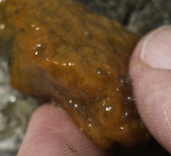 Botrylloides violaceus