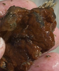 Botrylloides violaceus