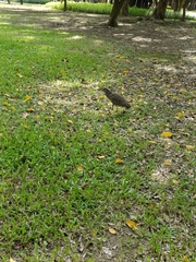 Gorsachius melanolophus