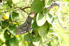 Chamaeleo dilepis