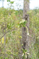 Clethra alnifolia