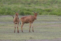 Alcelaphus buselaphus cokii