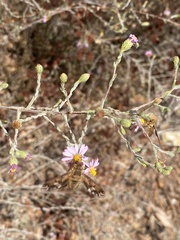 Poecilanthrax arethusa