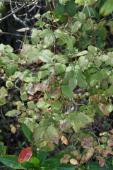 Vaccinium fuscatum
