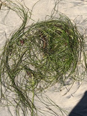 Phyllospadix torreyi