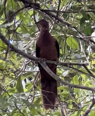 Macropygia phasianella