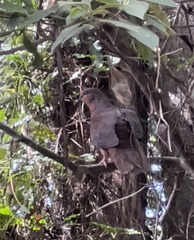 Macropygia phasianella