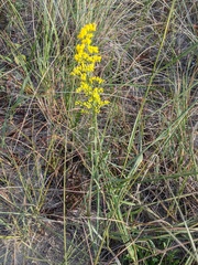 Solidago missouriensis