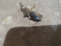 Gryllotalpidae