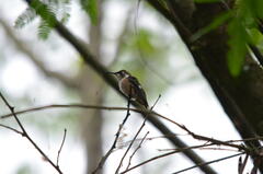 Calliphlox amethystina