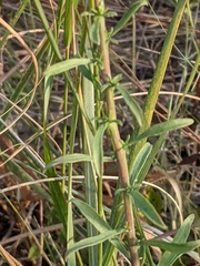 Solidago missouriensis