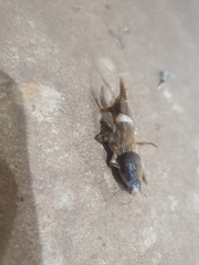 Gryllotalpidae