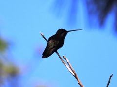 Heliomaster longirostris