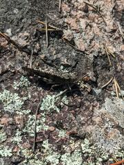 Trimerotropis verruculata