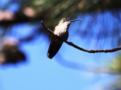 Eugenes fulgens