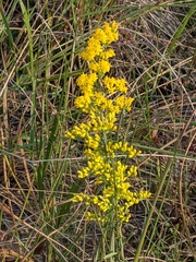 Solidago missouriensis