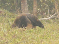 Myrmecophaga tridactyla