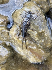 Plecoptera