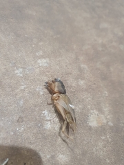 Gryllotalpidae