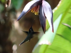 Eugenes fulgens