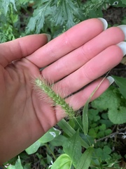 Setaria viridis