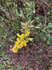 Solidago altissima
